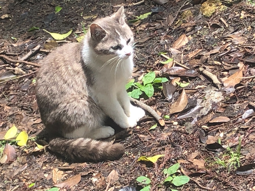 f:id:deebtomy8823:20210522185545j:image