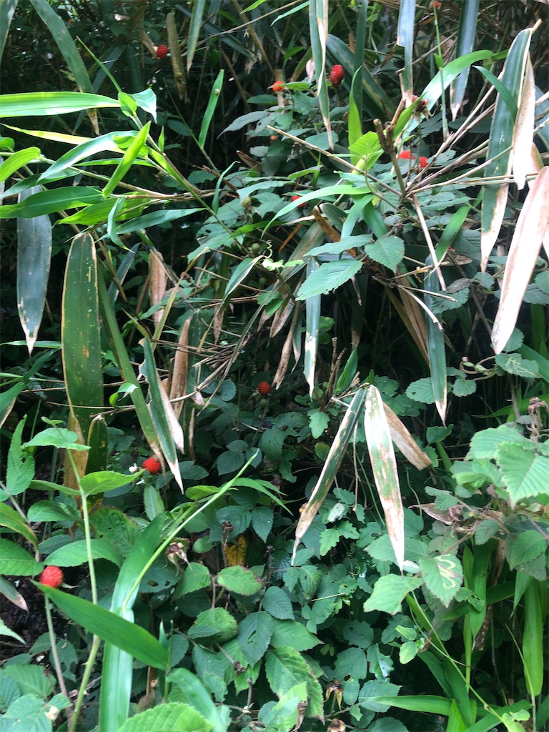 f:id:deebtomy8823:20210522185919j:image