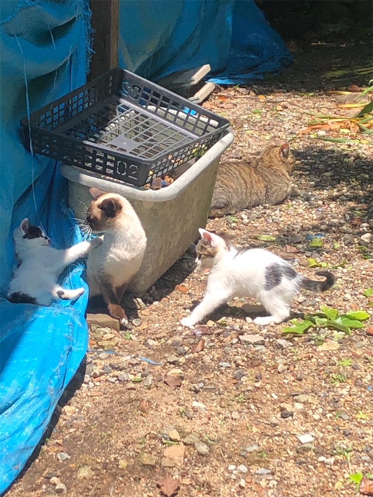 f:id:deebtomy8823:20210522193913j:image