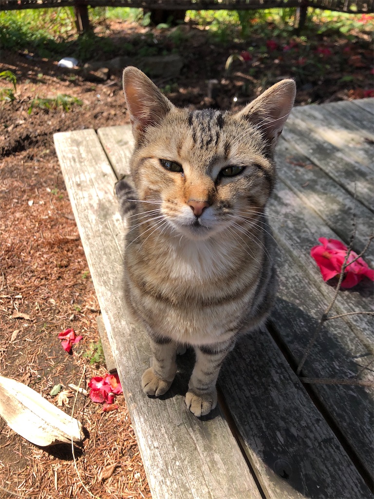 f:id:deebtomy8823:20210522194248j:image