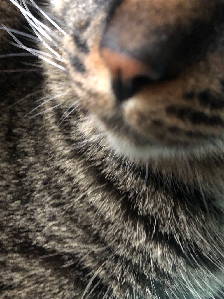 f:id:deebtomy8823:20210716113156j:image