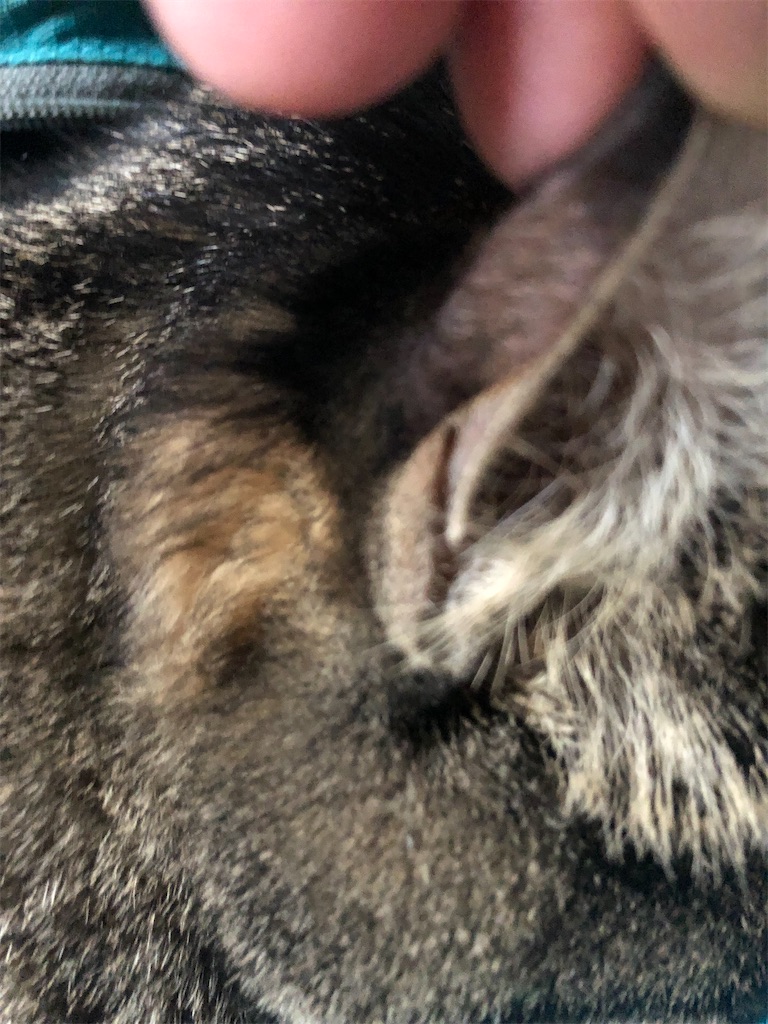 f:id:deebtomy8823:20210716113623j:image