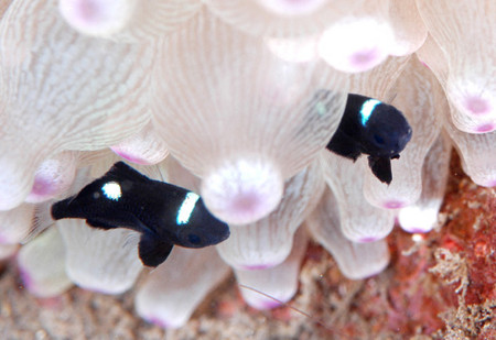 f:id:deep_in:20081103162207j:image:h30