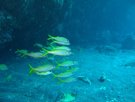 f:id:deep_in:20081103162211j:image:h120