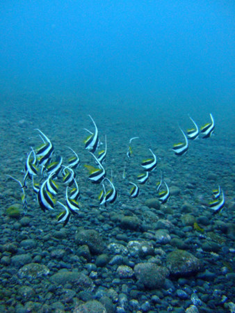 f:id:deep_in:20081103162212j:image:h120