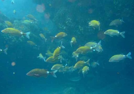 f:id:deep_in:20090725220123j:image:h120