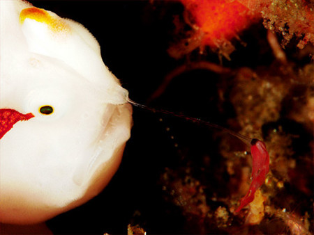 f:id:deep_in:20100823183950j:image:h150