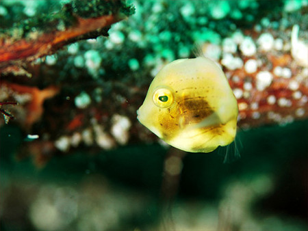 f:id:deep_in:20100823183952j:image:h150