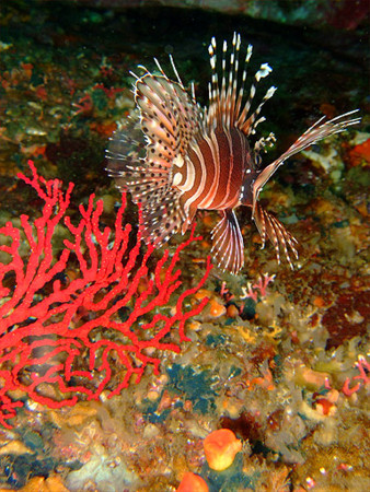 f:id:deep_in:20100825185617j:image:w150 f:id:deep_in:20100825185617j:image:w150