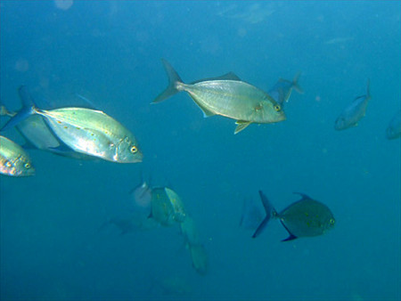 f:id:deep_in:20100825185618j:image:h150 f:id:deep_in:20100825185618j:image:h150