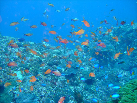 f:id:deep_in:20110626203338j:image:h150
