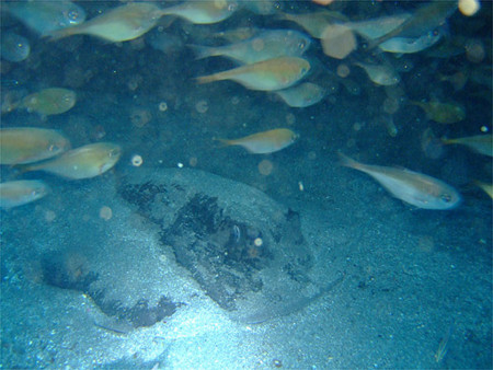 f:id:deep_in:20110626203339j:image:h150
