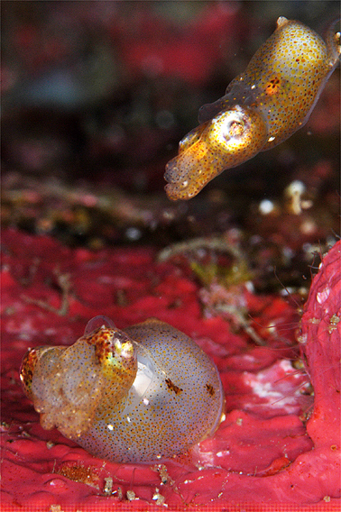 ヒレギレイカ幼体