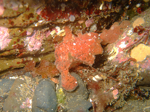 ３匹になってしまったヒメヒラタカエルアンコウ