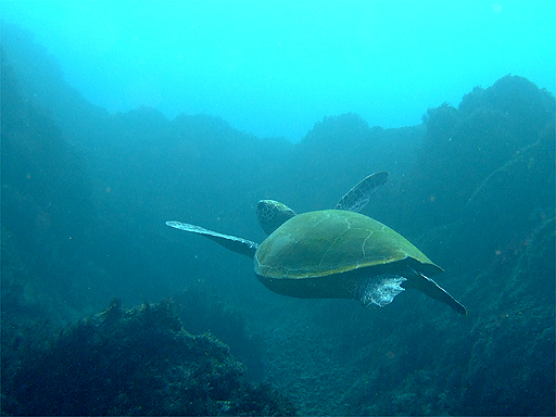 f:id:deep_in:20131201161013j:image:h150