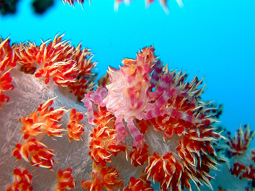 f:id:deep_in:20131201161014j:image:h150