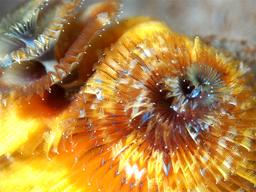 f:id:deep_in:20131201161015j:image:h150