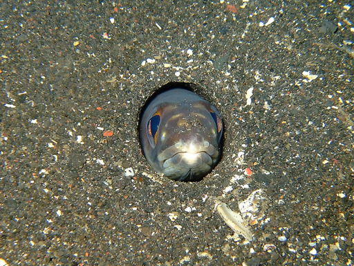 f:id:deep_in:20141021145223j:image:h150