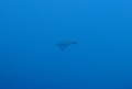 アオウミガメ