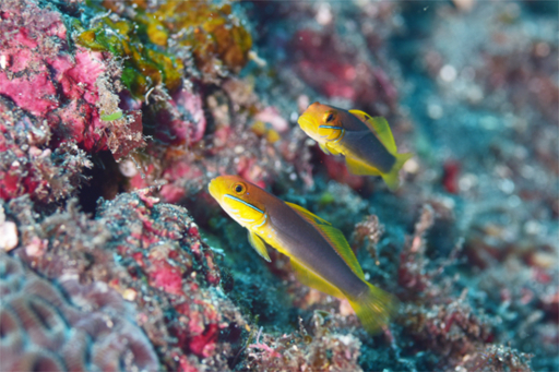 f:id:deep_in:20180731202624j:image:h50