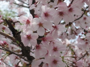 f:id:deepbreathing:20110409203300j:image