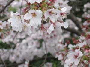 f:id:deepbreathing:20110409203333j:image
