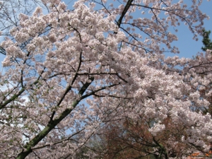 f:id:deepbreathing:20110409203533j:image