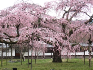 f:id:deepbreathing:20120404182531j:image