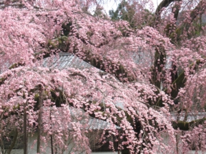 f:id:deepbreathing:20120404182714j:image