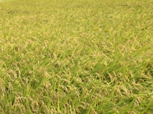 f:id:deepbreathing:20121019042301j:image