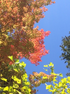 f:id:deepbreathing:20121026115115j:image