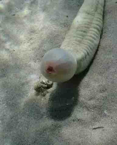 f:id:deepredrose:20210227165429j:plain