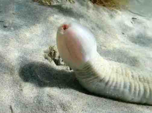 f:id:deepredrose:20210227165508j:plain