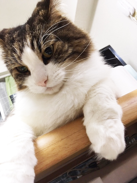 f:id:deepsnow7174:20191102200502j:plain