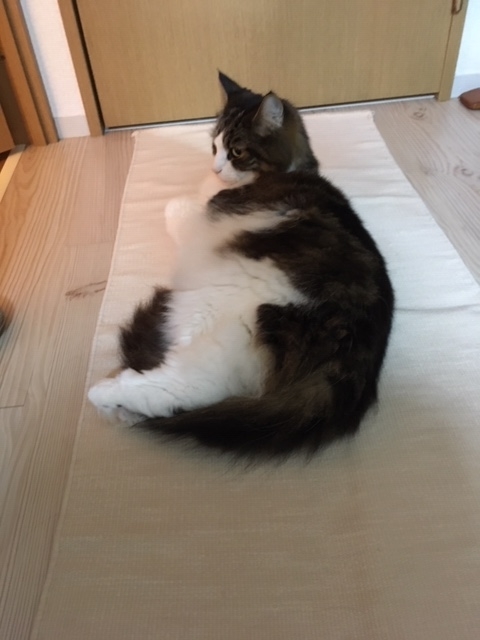 f:id:deepsnow7174:20191127132722j:plain