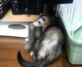 20100501132100