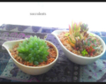 20100502160700