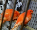20100521230900