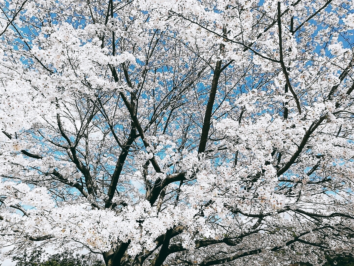 f:id:defectiveness:20200325133036j:plain