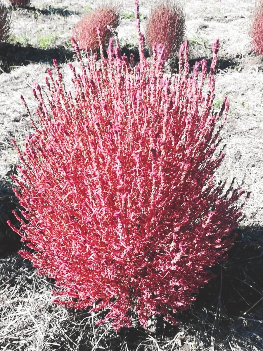 f:id:defectiveness:20201111122211j:plain