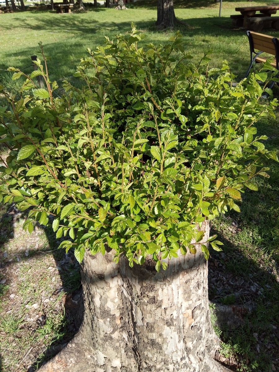 f:id:defectiveness:20210429125501j:plain