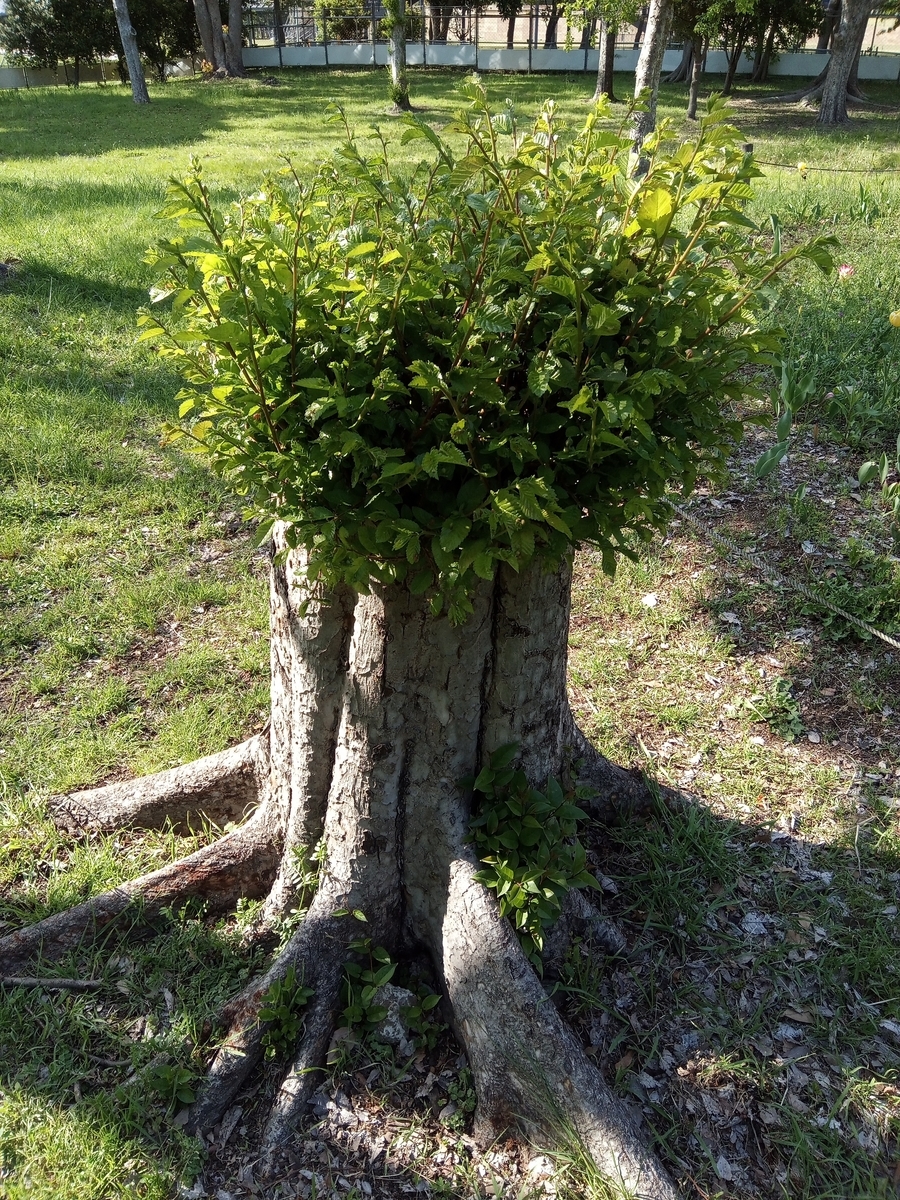 f:id:defectiveness:20210429125520j:plain