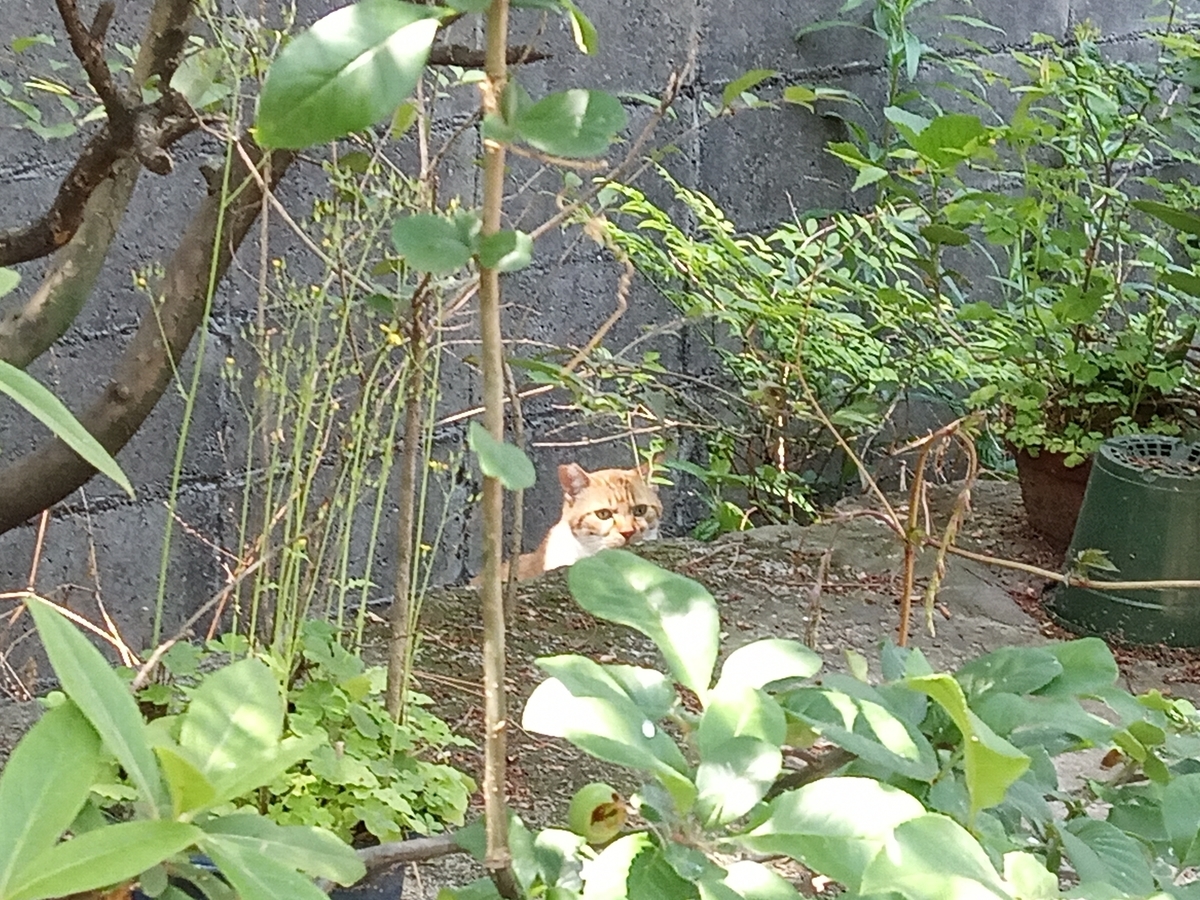 f:id:defectiveness:20210508083916j:plain