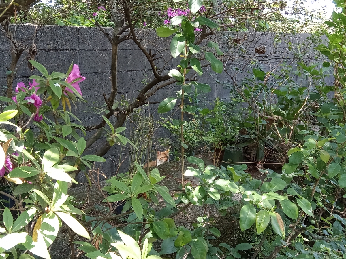 f:id:defectiveness:20210508083935j:plain