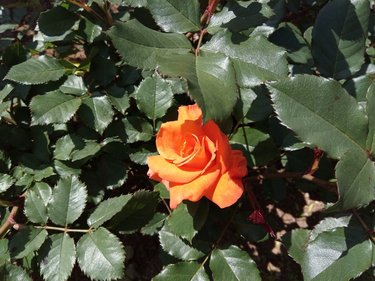 f:id:defectiveness:20210508084717j:plain