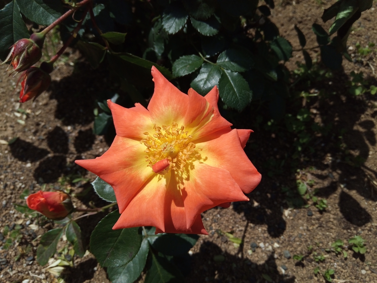 f:id:defectiveness:20210508084736j:plain