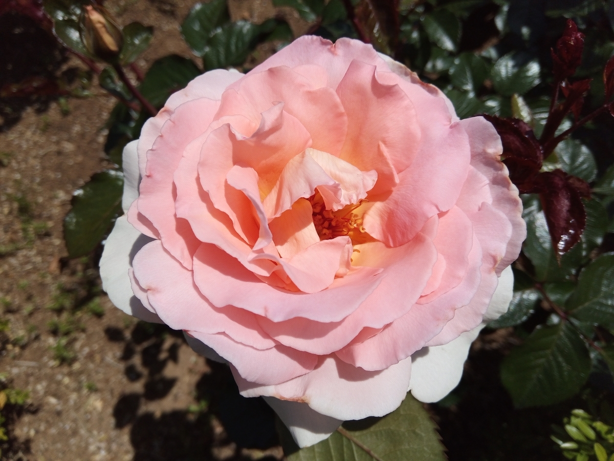 f:id:defectiveness:20210508084807j:plain