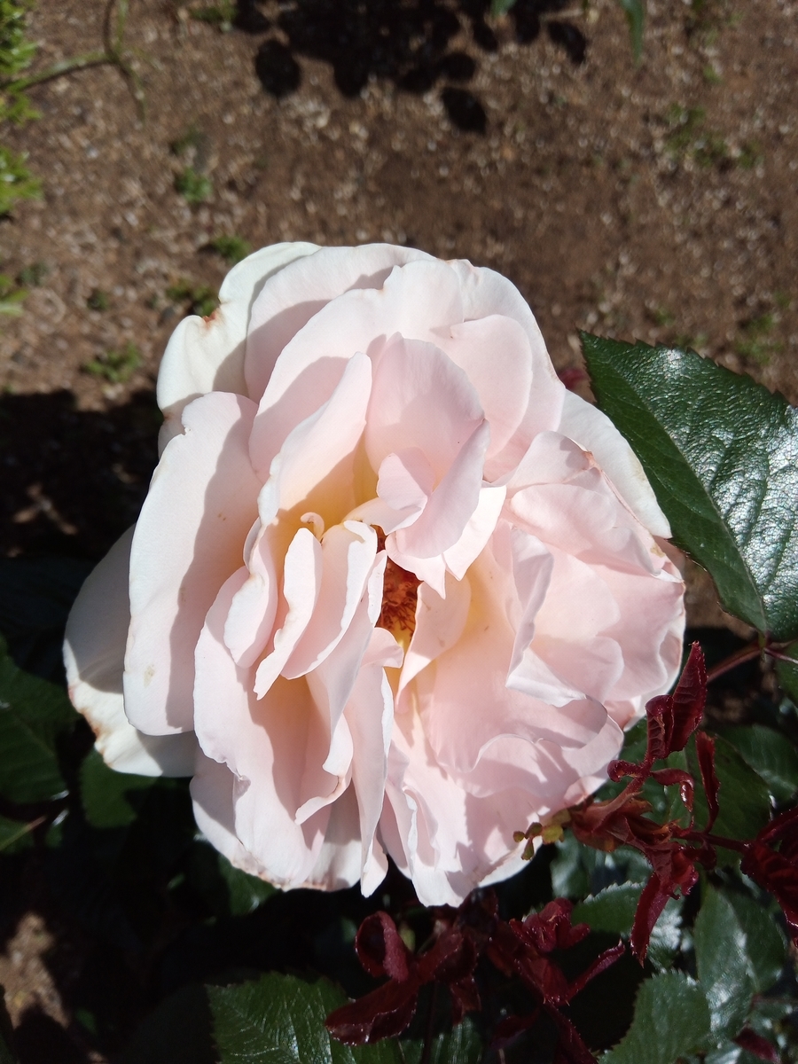 f:id:defectiveness:20210508084830j:plain