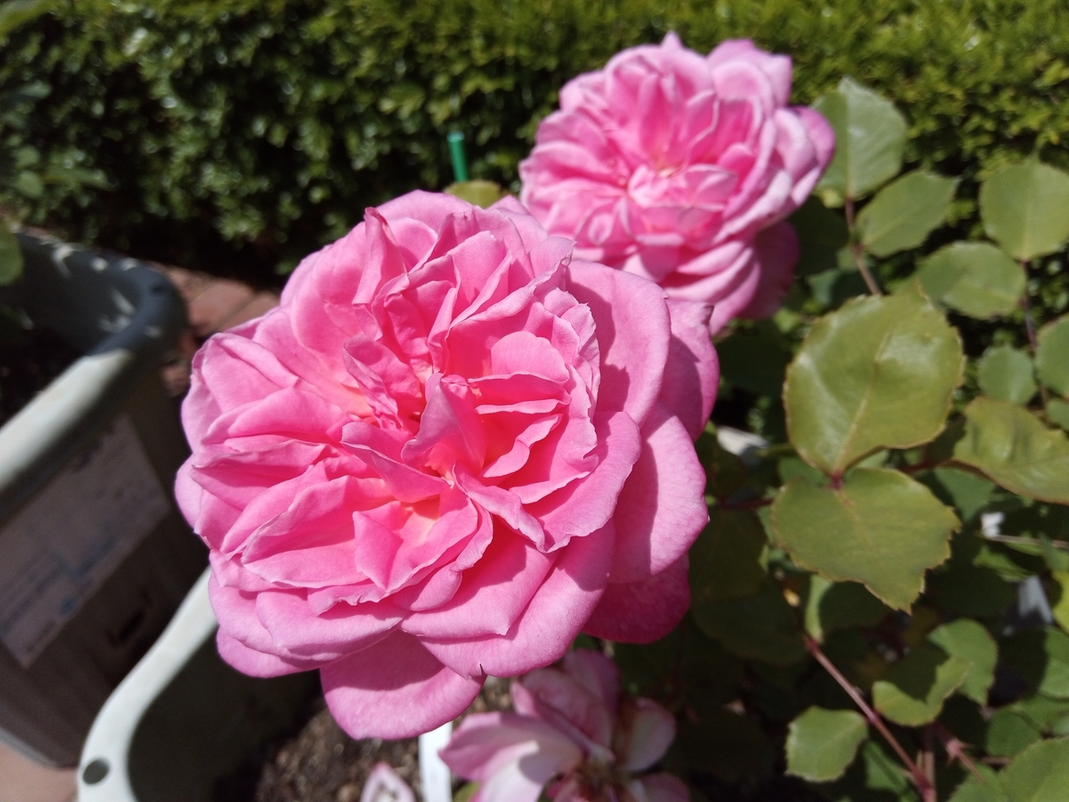 f:id:defectiveness:20210508084852j:plain