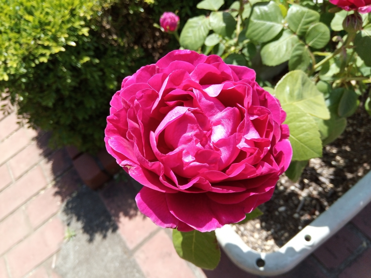 f:id:defectiveness:20210508084914j:plain